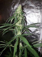 IMG_20200808_212241.jpg