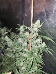 IMG_20200808_212246.jpg