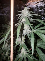IMG_20200808_212300.jpg