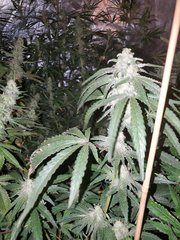 IMG_20200808_212307.jpg