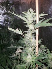 IMG_20200808_212328.jpg