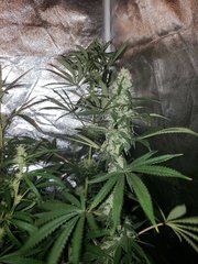 IMG_20200808_212334.jpg