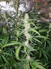 IMG_20200808_212342.jpg
