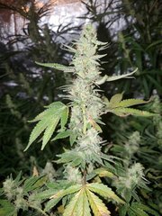 IMG_20200808_212349.jpg