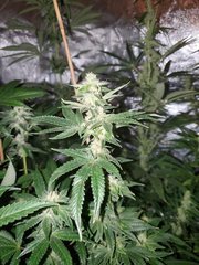 IMG_20200808_212355.jpg