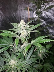 IMG_20200808_212402.jpg