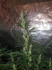 IMG_20200808_212420.jpg
