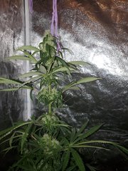 IMG_20200808_212440.jpg