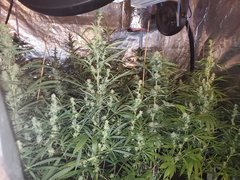 IMG_20200808_212524.jpg
