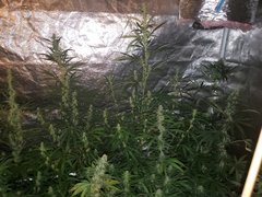 IMG_20200808_212534.jpg