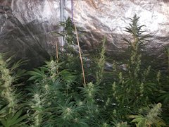 IMG_20200808_212539.jpg