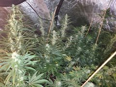 IMG_20200808_212546.jpg
