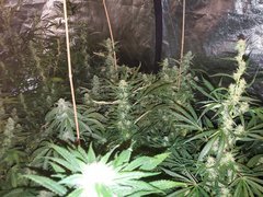 IMG_20200808_212554.jpg