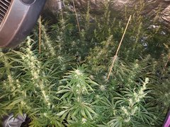 IMG_20200808_212607.jpg