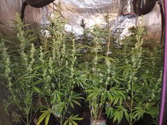 IMG_20200808_212657.jpg