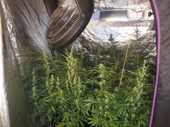 IMG_20200808_212706.jpg