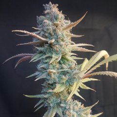 Cookie puss / 11.30/12.30 +75