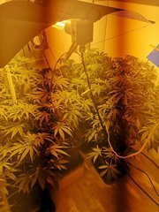 IMG_20200810_222601.jpg