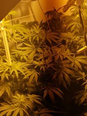 IMG_20200810_222655.jpg