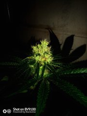 IMG_20200810_223513_1