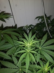 IMG_20200811_200441.jpg