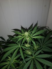 IMG_20200811_200507.jpg