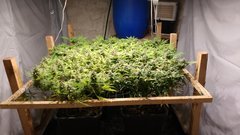 IMG_20200812_185604761_cleaned.jpg