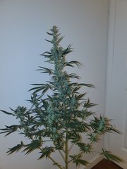 IMG_20200813_225244.jpg