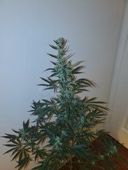 IMG_20200813_225253.jpg