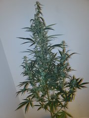 IMG_20200813_230505.jpg
