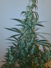 IMG_20200813_230607.jpg