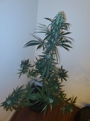 IMG_20200813_231927.jpg