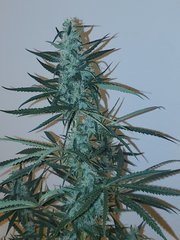 IMG_20200813_232800.jpg