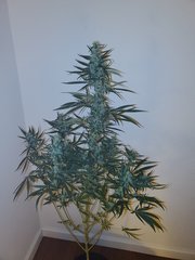 IMG_20200813_232846.jpg