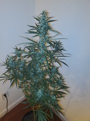 IMG_20200813_232911.jpg