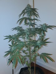 IMG_20200813_235358.jpg