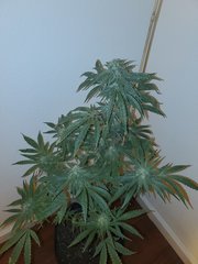 IMG_20200813_235404.jpg
