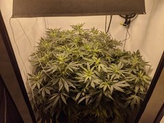 IMG_20200815_200254.jpg