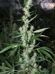IMG_20200815_212543.jpg