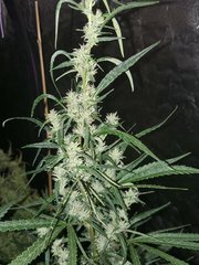 IMG_20200815_212550.jpg