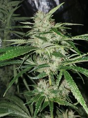 IMG_20200815_212606.jpg