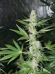 IMG_20200815_212622.jpg