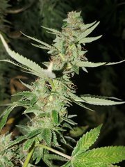 IMG_20200815_212712.jpg