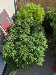 IMG_20200816_094121.jpg
