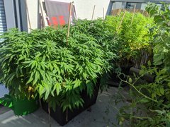 IMG_20200816_094135.jpg