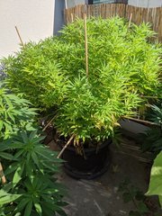 IMG_20200816_094156.jpg