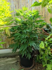 IMG_20200816_094206.jpg