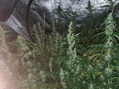 IMG_20200816_095017.jpg