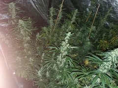 IMG_20200816_095045.jpg