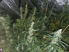 IMG_20200816_095052.jpg